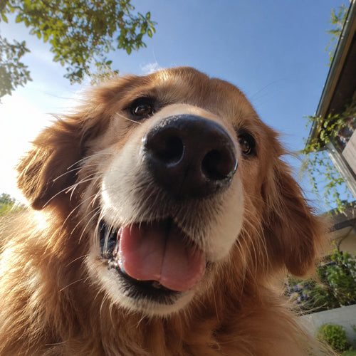 Il cane, dal basso